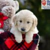 Image of Bianca, a Golden Retriever puppy