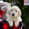 Image of Bianca, a Golden Retriever puppy