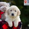 Image of Bianca, a Golden Retriever puppy