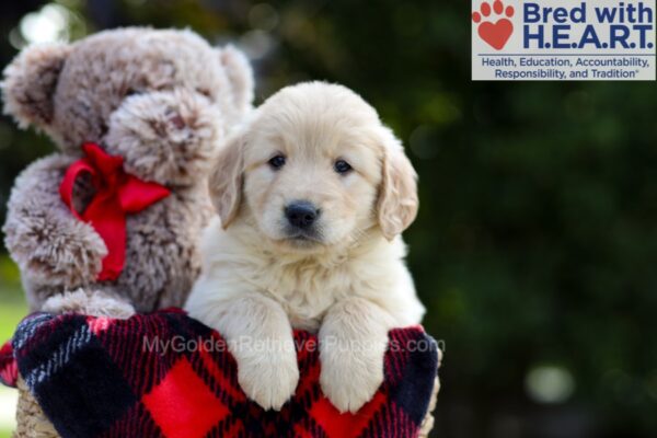 Image of Bianca, a Golden Retriever puppy