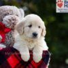 Image of Bianca, a Golden Retriever puppy