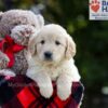 Image of Bianca, a Golden Retriever puppy