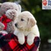 Image of Bianca, a Golden Retriever puppy