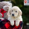 Image of Bianca, a Golden Retriever puppy