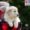 Image of Bianca, a Golden Retriever puppy