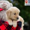 Image of Bingo, a Golden Retriever puppy