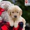 Image of Bingo, a Golden Retriever puppy