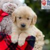 Image of Bingo, a Golden Retriever puppy