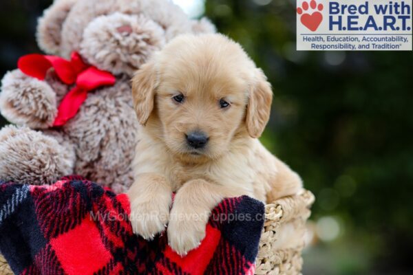 Image of Bingo, a Golden Retriever puppy