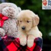 Image of Bingo, a Golden Retriever puppy