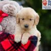 Image of Bingo, a Golden Retriever puppy