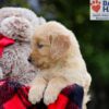 Image of Bingo, a Golden Retriever puppy