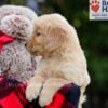 Image of Bingo, a Golden Retriever puppy