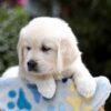 Image of Blaire, a Golden Retriever puppy