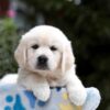 Image of Blaire, a Golden Retriever puppy