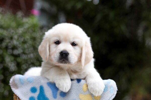 Image of Blaire, a Golden Retriever puppy