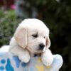 Image of Blaire, a Golden Retriever puppy