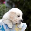 Image of Blaire, a Golden Retriever puppy