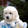 Image of Blaire, a Golden Retriever puppy