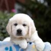 Image of Blaire, a Golden Retriever puppy