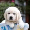 Image of Blaire, a Golden Retriever puppy