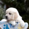 Image of Blaire, a Golden Retriever puppy