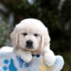 Image of Blaire, a Golden Retriever puppy