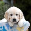 Image of Bonnie, a Golden Retriever puppy