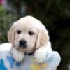 Image of Bonnie, a Golden Retriever puppy