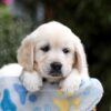 Image of Bonnie, a Golden Retriever puppy