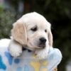 Image of Bonnie, a Golden Retriever puppy