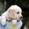 Image of Bonnie, a Golden Retriever puppy