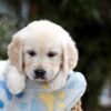 Image of Bonnie, a Golden Retriever puppy