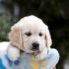 Image of Bonnie, a Golden Retriever puppy