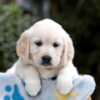 Image of Bonnie, a Golden Retriever puppy