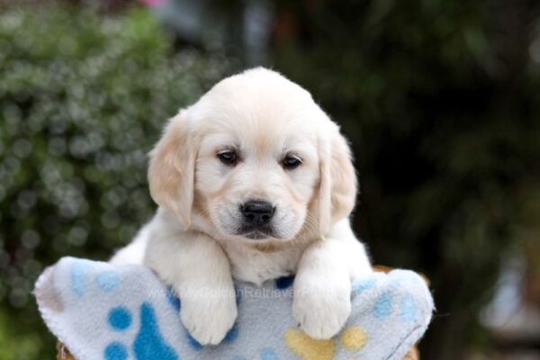 Image of Bonnie, a Golden Retriever puppy