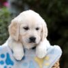 Image of Bonnie, a Golden Retriever puppy