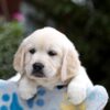 Image of Bonnie, a Golden Retriever puppy