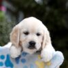 Image of Bonnie, a Golden Retriever puppy