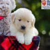 Image of Bonnie, a Golden Retriever puppy