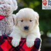 Image of Bonnie, a Golden Retriever puppy