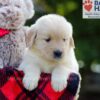 Image of Bonnie, a Golden Retriever puppy