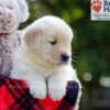 Image of Bonnie, a Golden Retriever puppy