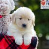 Image of Bonnie, a Golden Retriever puppy