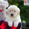 Image of Bonnie, a Golden Retriever puppy