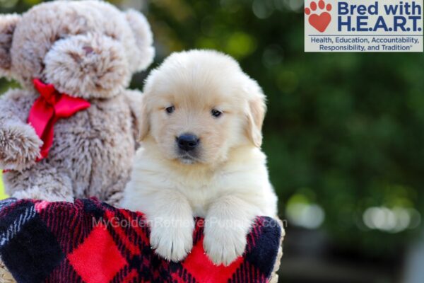 Image of Bonnie, a Golden Retriever puppy