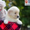 Image of Bonnie, a Golden Retriever puppy