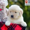 Image of Bonnie, a Golden Retriever puppy