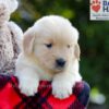 Image of Bonnie, a Golden Retriever puppy