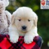 Image of Bonnie, a Golden Retriever puppy